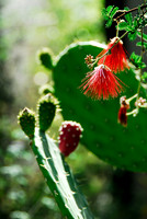 Desert Flora