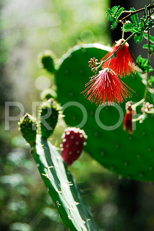 Desert Flora